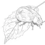 Ladybug Coloring Pages For Adults