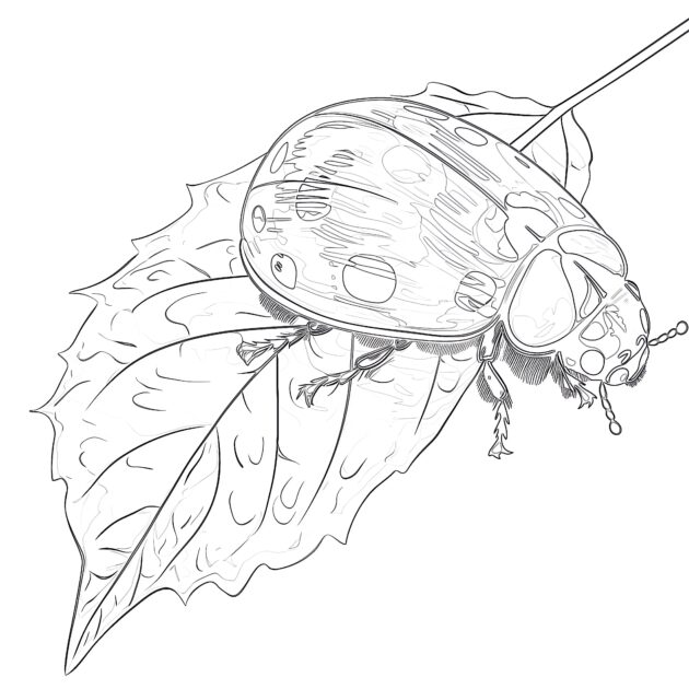 Ladybug Coloring Pages For Adults Coloring Pages Mimi Panda