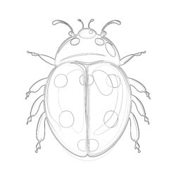 Ladybug Coloring Pages Printable - Printable Coloring page