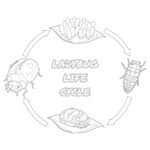 Ladybug Life Cycle Coloring Page