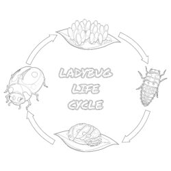 Ladybug Life Cycle Coloring Page - Printable Coloring page