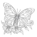 Little Butterfly Coloring Pages