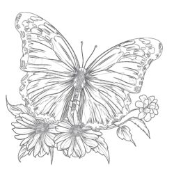 Kleine Schmetterlings-Malvorlagen - Druckbare Ausmalbilder