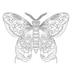 Moth Coloring Page