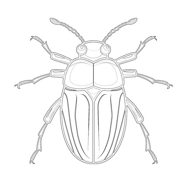 Páginas Para Colorear de Insectos Preescolares | Páginas Para Colorear