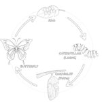 Ciclo de Vida de Las Mariposas Página Para Colorear