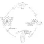 Cykl Zycia Motyla do Wydrukowania Kolorowanka