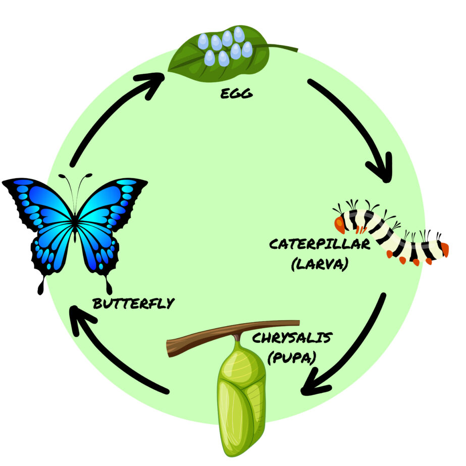 Printable Butterfly Life Cycle Coloring Page 2Original image