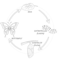 Printable Butterfly Life Cycle Coloring Page - Printable Coloring page