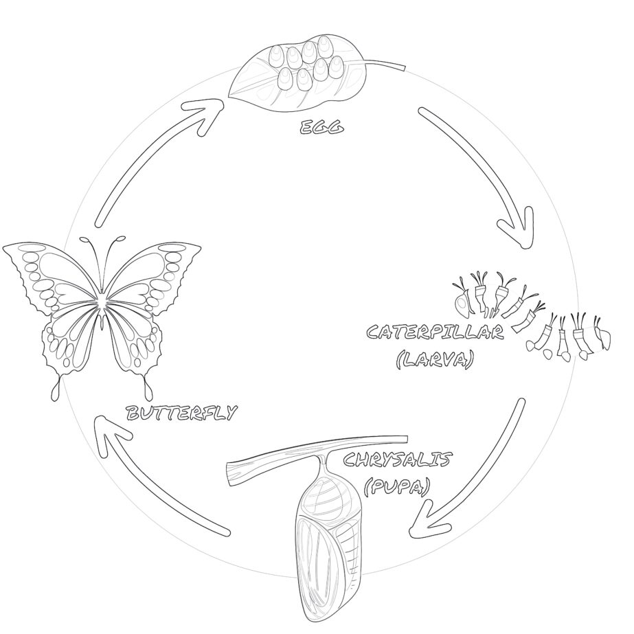 Lebenszyklus Eines Schmetterlings Zum Ausdrucken Färbung Seite