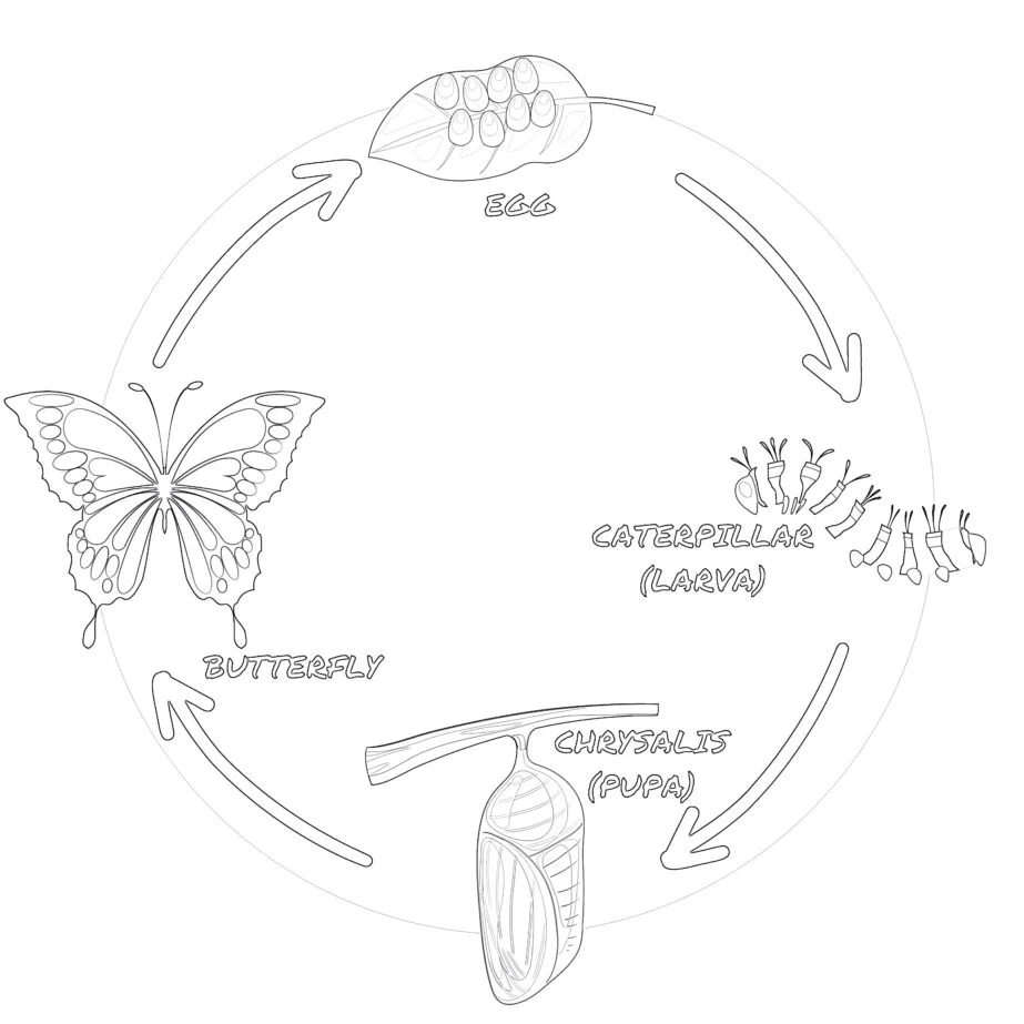 Cykl Zycia Motyla do Wydrukowania Kolorowanka