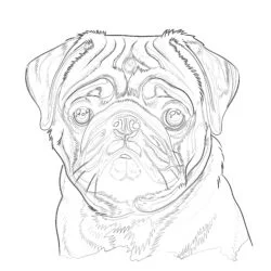 Pug Dog Coloring Pages - Printable Coloring page