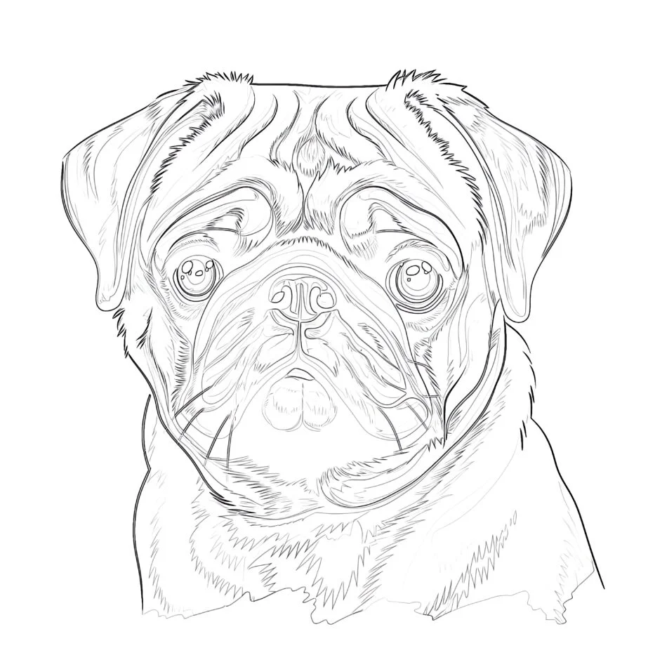 Pages à Colorier Sur Le Chien Carlin