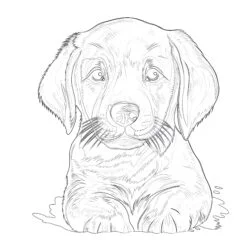 Puppy Dog Coloring Page - Printable Coloring page