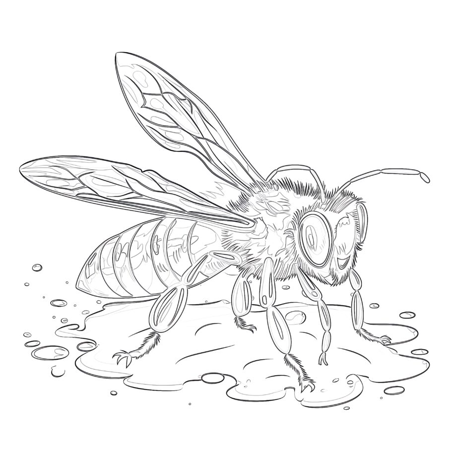 Realistic Bee Coloring Pages