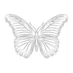 リアルな蝶の塗り絵ページ