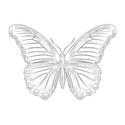 Realistic Butterfly Coloring Pages - Printable Coloring page