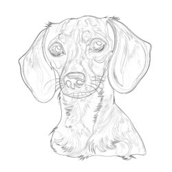 Weiner Dog Coloring Page - Printable Coloring page