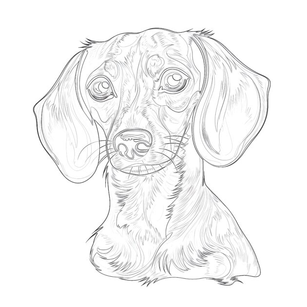 Weiner Dog Coloring Page | Coloring Pages Mimi Panda
