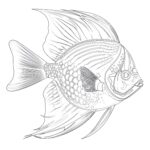 Angelfish Coloring Page