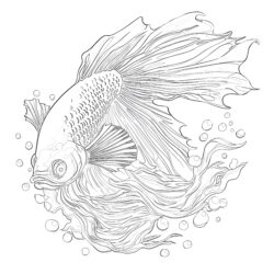 Betta Coloring Pages - Printable Coloring page