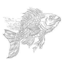 Coloring Pages For Adults Fish - Printable Coloring page