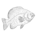 Crappie Coloring Page