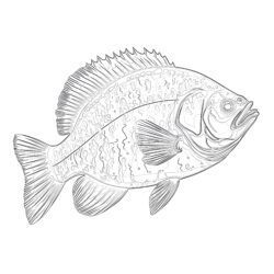 Crappie Coloring Page - Printable Coloring page
