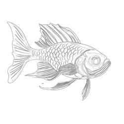 Fish Coloring Pages Realistic - Printable Coloring page
