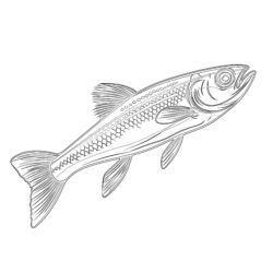 Minnow Coloring Page - Printable Coloring page