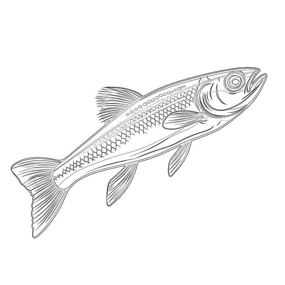 Minnow Coloring Page