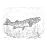 Northern Pike Coloring Page