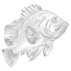 Printable Fish Coloring Pages For Adults - Printable Coloring page