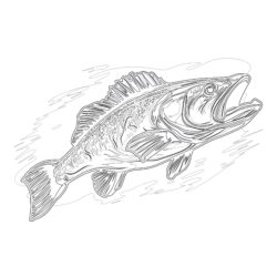 Walleye Coloring Page - Printable Coloring page