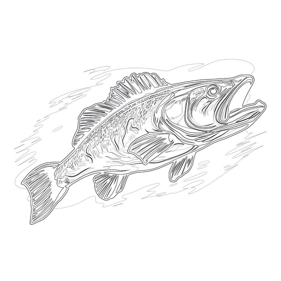 Walleye Coloring Page