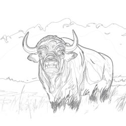 Páginas Para Colorear de Búfalos - Página para colorear