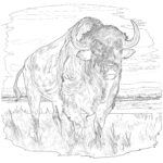 Buffalo Coloring Sheets