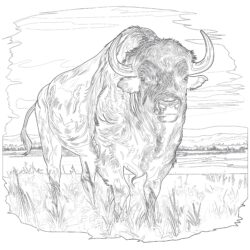 Hojas Para Colorear de Búfalo - Página para colorear