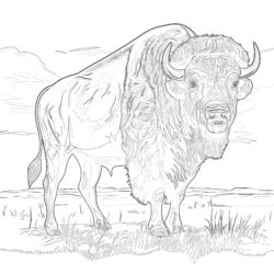 Buffalo Pictures To Color - Printable Coloring page