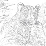 Cheetah Coloring Page Free