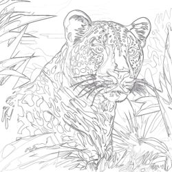 Cheetah Coloring Page Free - Page de coloriage imprimable