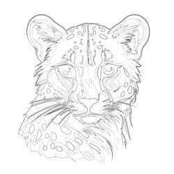 Cheetah Face Coloring Page - Printable Coloring page