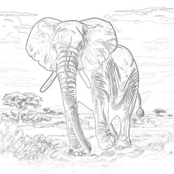 Colouring Page Elephant - Printable Coloring page