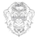 Common Chimpanzee Coloring Page