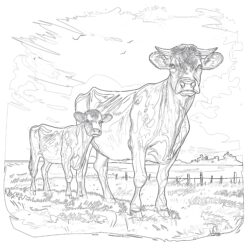 Cows Coloring Page - Printable Coloring page