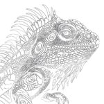 Iguana Coloring