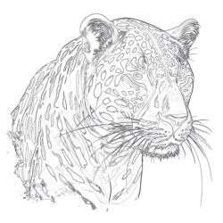 Jaguar Pictures To Color - Printable Coloring page