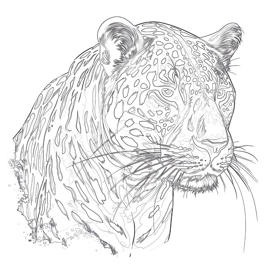 Obrazki Jaguara do Pokolorowania Kolorowanka