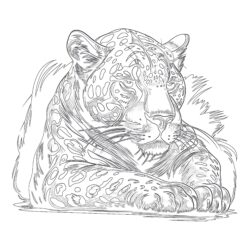Jaguars Coloring Pages - Printable Coloring page