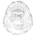 Orangutans Coloring Pages